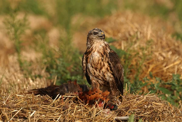Ormvråk eagle — Stockfoto