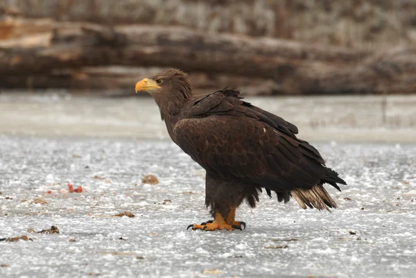 White-tailed eagle, sea eagle, — Stock Photo, Image
