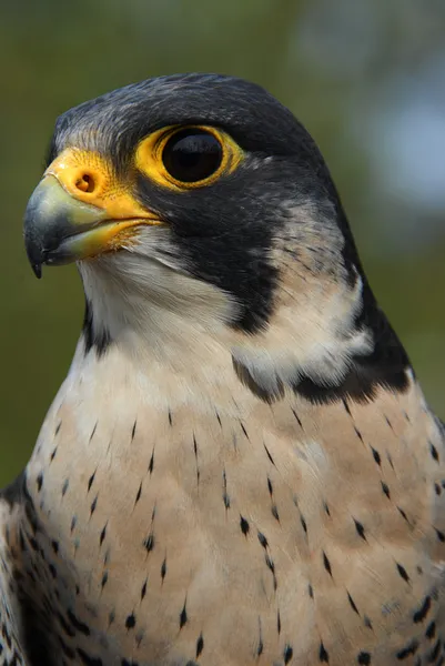 Falco pellegrino — Foto Stock