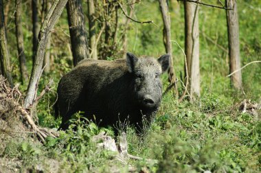 Wild boar clipart