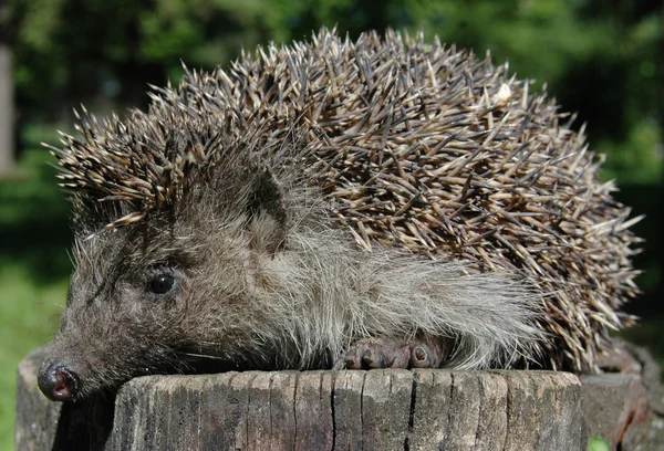 Forest Hedgehog — Stock Photo, Image