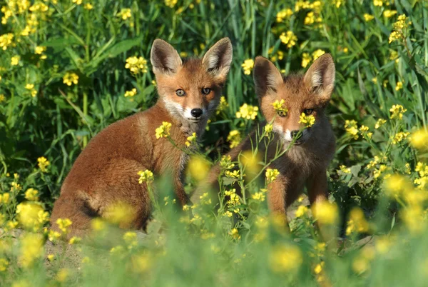 Fox, Vulpes ulpes — стоковое фото