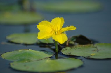 Yellow water lily in the water clipart