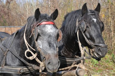 Black horses clipart