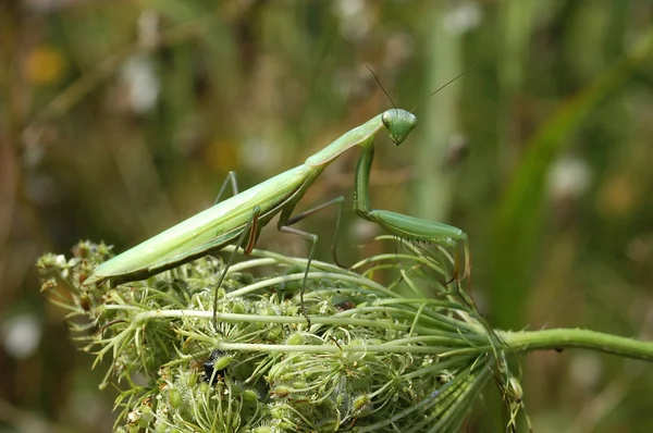 Πράσινο bug — Φωτογραφία Αρχείου