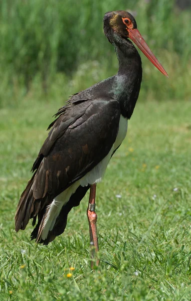 Black Stork — Stock Photo, Image