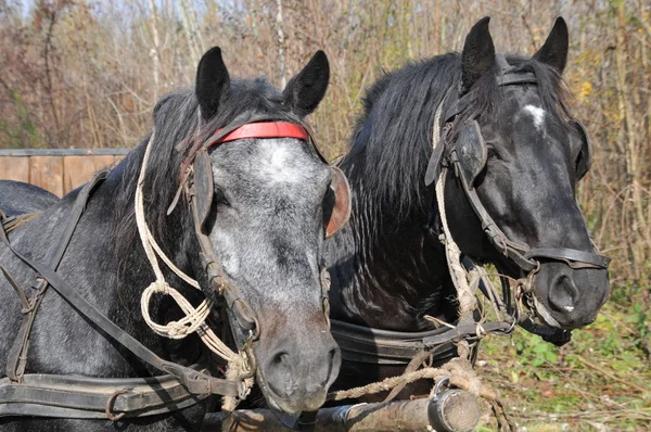 Stock image Black horses