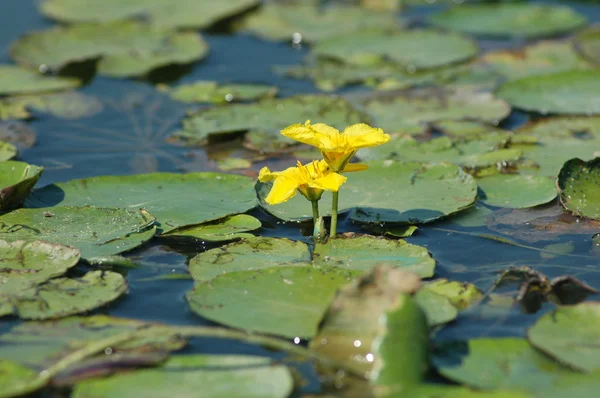 Yellow water lily in het water — Stockfoto