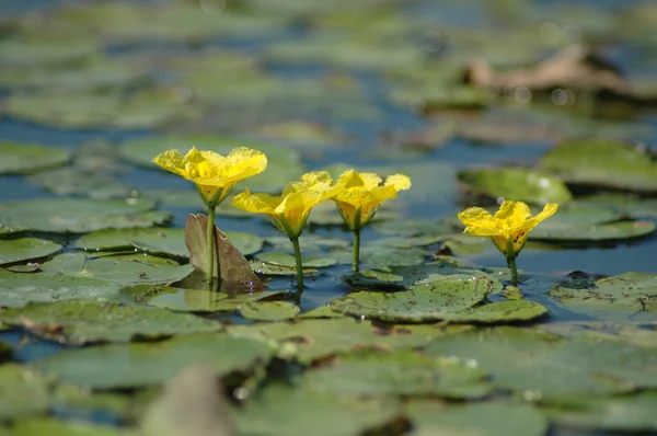 Žlutý leknín vodě — Stock fotografie