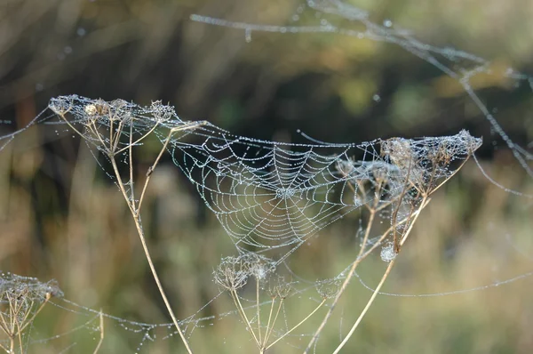 Örümcek Ağı — Stok fotoğraf