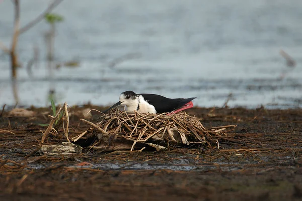 Il nido degli uccelli — Foto Stock