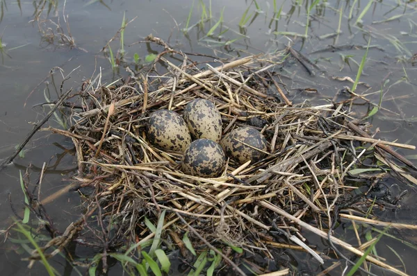 Die Eier im Nest — Stockfoto