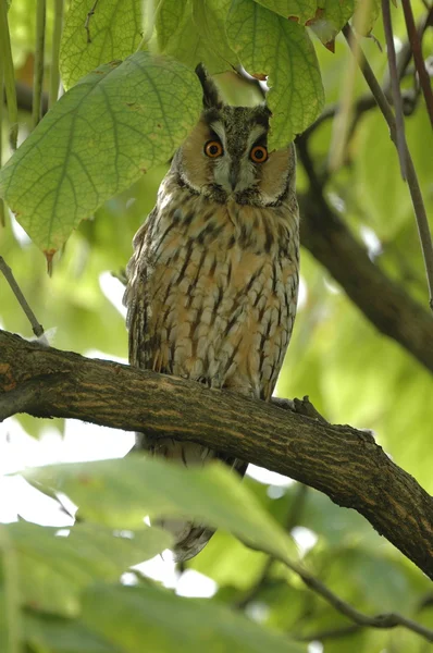 Long eared owl — Stock Photo, Image