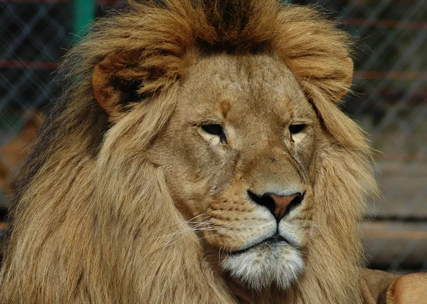 Lion king — Stock Photo, Image