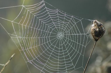 Spiderweb clipart
