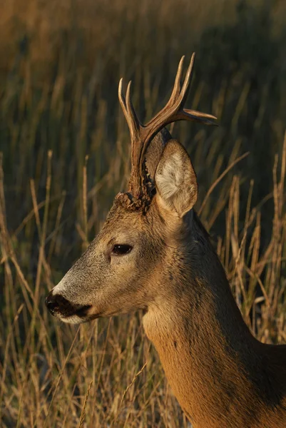Buck, herten — Stockfoto