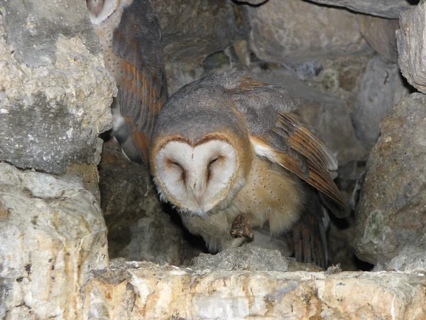 Owl in rock — Stock Photo, Image