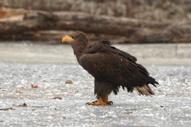 White-tailed eagle on the ice clipart