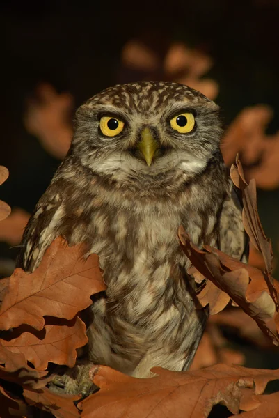 Llittle Owl — стоковое фото