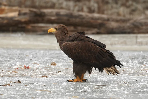 White-tailed eagle on the ice — Stock Photo, Image