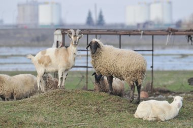 Goats and sheep on the hill clipart