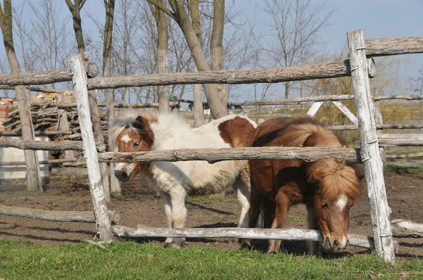 stock image Horses