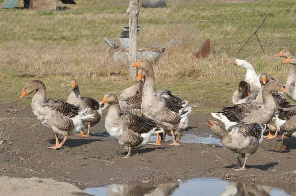 Manada de gansos en el agua —  Fotos de Stock