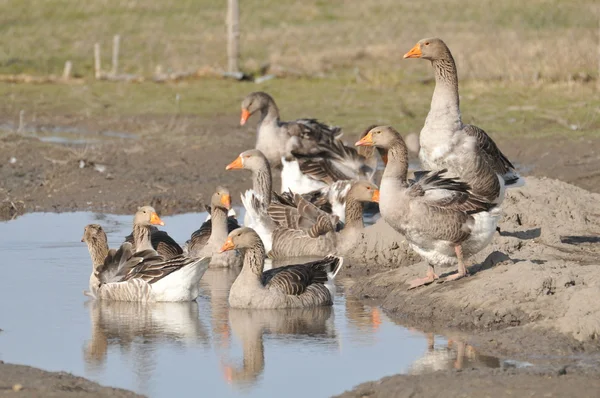 Flock of geese on the water — Stock Photo, Image
