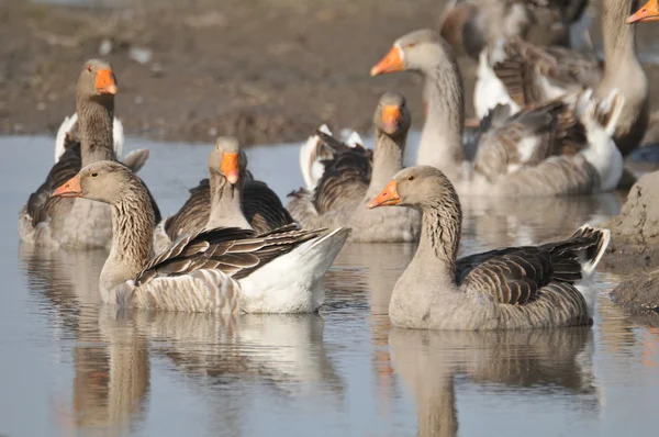 Geese in the water — Stock Photo, Image