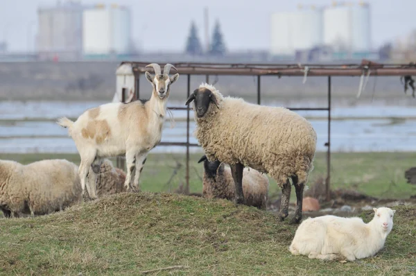 Кози і вівці на пагорбі — стокове фото