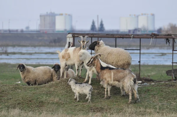 Goats and sheep on the hill — Stock Photo, Image