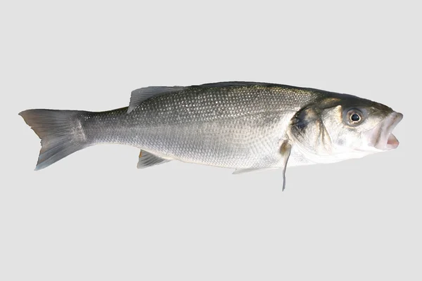 Sea bass — Stock Photo, Image