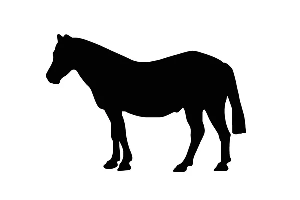 Άλογο ή ένα πόνι σημάδι — Φωτογραφία Αρχείου