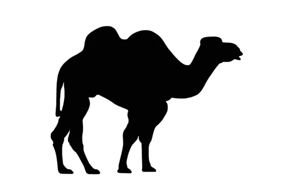 Camel sign — Stock Photo, Image