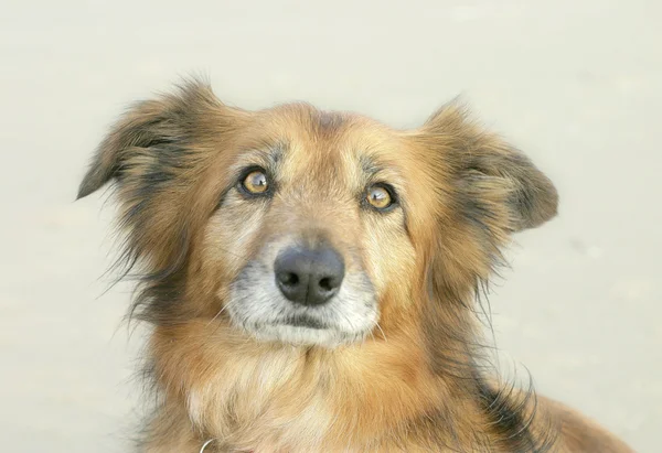 stock image Collie dog head