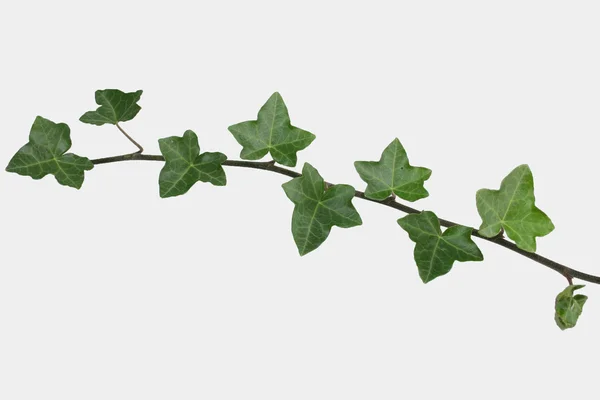 Ivy fışkın Telifsiz Stok Imajlar