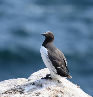 Common Guillemot standing clipart