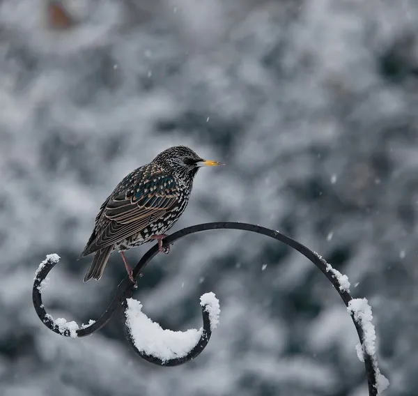 Starling comum na neve — Fotografia de Stock