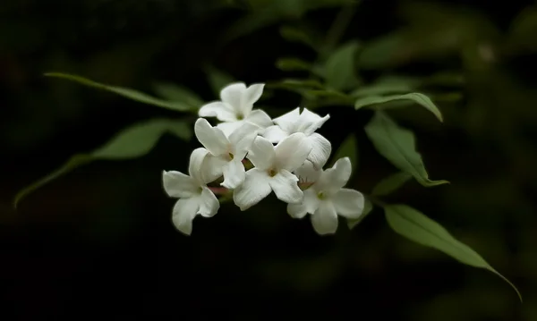 Flores de jazmín —  Fotos de Stock