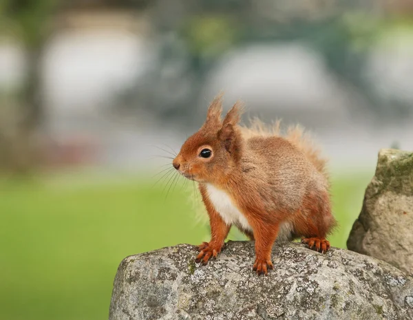 Red Squirrel plucking up courage — Stock Photo, Image