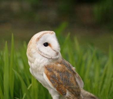 Barn Owl close-up clipart