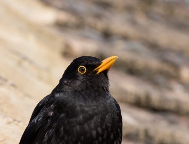 Blackbird yakın çekim