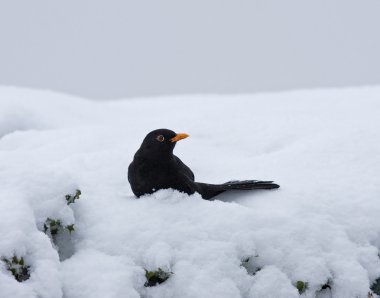 Blackbird in snow clipart