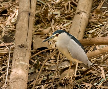 Black-crowned Night Heron clipart