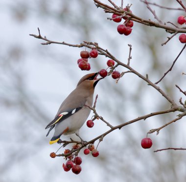 Bohemian Waxwing eating berry clipart