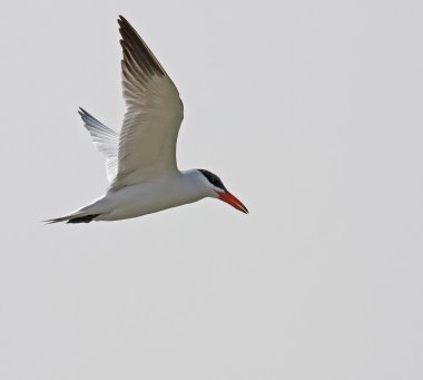 Caspian Tern over Tanji shore clipart