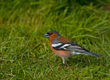 Common Chaffinch clipart