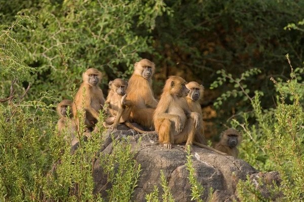 stock image Baboon family group