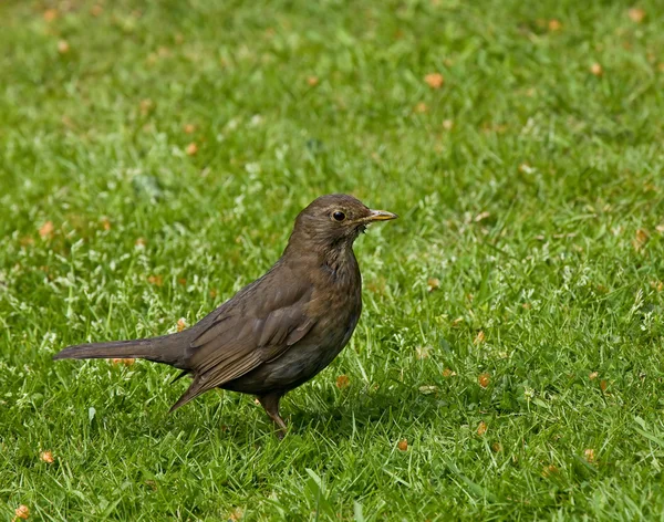 Vanlige Blackbird hunnfugl – stockfoto