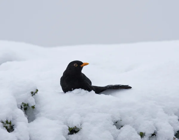 Blackbird in snow — Stock Photo, Image